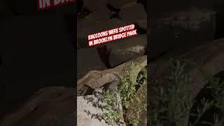 Raccoons in Brooklyn Bridge Park #newyork #travel #travelvlog #youtube #youtubeshorts #fun #animals