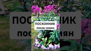 ПОСКОННИК ПУРПУРНЫЙ ПОСЕВ СЕМЯН НА РАССАДУ #посевсемян #посевцветов #цветы #сад #посконник