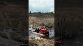 Старательская лайка по кличке «Ася» оббегала всю Забайкальскую тайгу