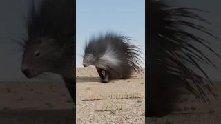 How Do Porcupines Shoot Their Quills?