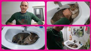 Глухих - Кошка cat wash basin busy @Iamdeaf