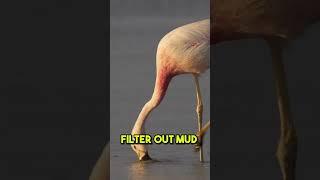 Why Flamingos Eat Upside Down? #shorts #facts #animals #nature