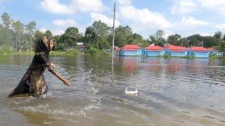 ইলিশ কচু সাথে ছোট পুঁটি মাছ ভাজা | Village life with Shampa