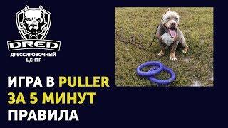 Обьсняем правила игры в Puller за 5 минут | Как научить собаку играть в пуллер | Американский Булли