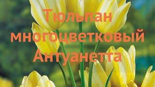 Тюльпан многоцветный Антуанетта (tulipa tyulpan)  обзор: как сажать, луковицы тюльпаны Антуанетта