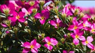 Tips for Pruning Oleander: Healthy Growth & Shape.