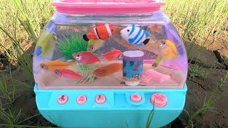 Catching Zebra Fish, Colorful Robo Fish in The Fields For My New Aquarium