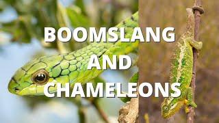 STUCK OUT IN A LIGHTNING STORM, VENOMOUS SNAKES AND CHAMELEONS!