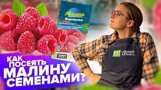 ПОСЕВ МАЛИНЫ, ЕЖЕВИКИ, ЗЕМЛЯНИКИ из СЕМЯН! КАК сеять от "А" до "Я"