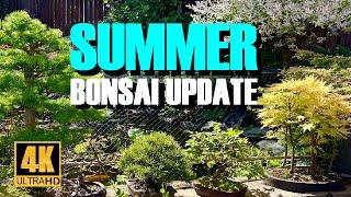 Summer Bonsai Project Update