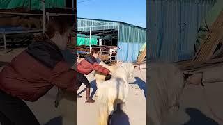 What is going on with this horse 16