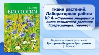 Тема 14. Ткани растений. Лабораторная работа № 4 «Строение эпидермиса листа комнатного растения»