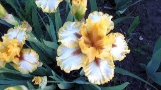 As mutated irises are bearded Intermedia. Good material for selection of irises