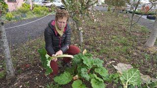 Rheum | Rhubarb