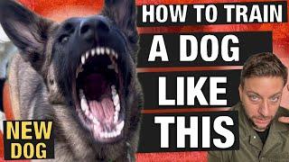 How to Train a High-Energy Powerhouse Dog Without Losing Control!