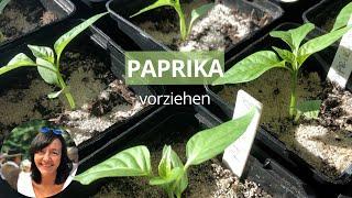 Paprika erfolgreich vorziehen: Schritt-für-Schritt-Anleitung für die Anzucht