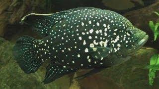 [HD] Giant Polleni Cichlid / Marakeli-Buntbarsch @ Zoo Wuppertal [4/19]