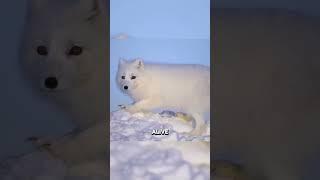 The Arctic Fox