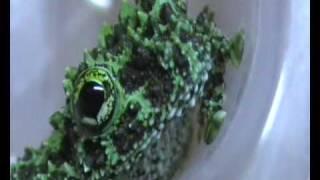 Vietnamese Mossy Frog (Theloderma corticale)