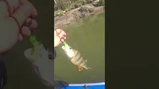 HUGE PERCH! HERE IS THE TROPHY! Fishing in siberia