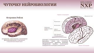 Нейробиология синдрома самозванца для тех, кто хочет развивать личный бренд