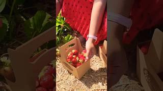 canada lo strawberry picking part-1 #canada