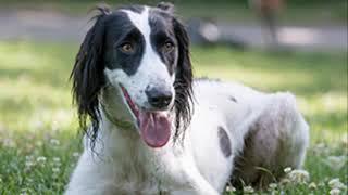 Taigan Dog  - sighthound dog breed
