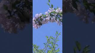 nature | butterfly | Nature's Winged Wonders | insect | forest | relaxing | PT 6 |EP4| ️️