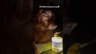He thought it’s a drink #doglove #goldenretriever #pet #trending #funny #dogsofinstagram #doglife