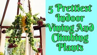 5 Prettiest Indoor Vining And Climbing Plants to bring tropical touch