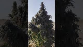 purple og kush plant in afghanistan dagar kakar khorasan