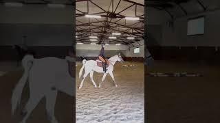 Получилось попасть в бит?) #рекомендации #horse #capcut #music #лошади #конныйспорт