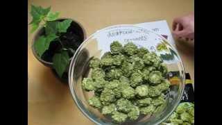 LIDL Vitasia Wasabi Cracker
