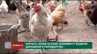 Курчата, качки та кози. Особливості ведення домашнього господарства