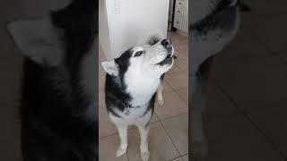 Karma - Siberian Husky Howling