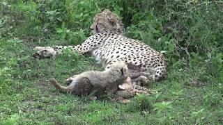 Cheetah Cubs with Mother