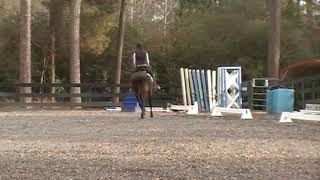 Kragos:  2019-01 : Schooling 1st Level Dressage