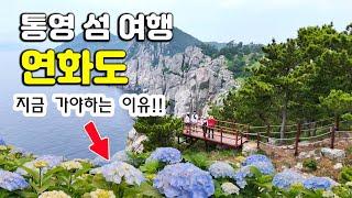 통영 섬 여행, 수국의 섬 연화도~ 수국 개화상황? 수국과 함께 하는 섬트레킹 추천!!
