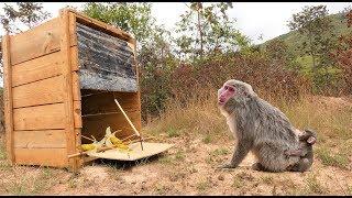 Easy Monkey Trap Technology - Man Creative Monkey Trap From Tree Box - How To Make Monkey Trap