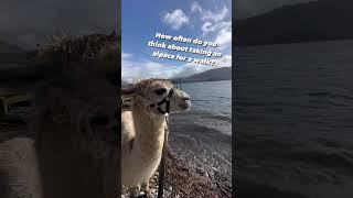 Alpaca Walking In The Lake District ️ #alpaca #alpacalovers #alpacalyeverafter