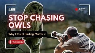 Love Owls?  Discover Ethical Birdwatching Tips to Protect Them