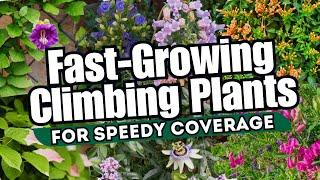 10 Fast-Growing Climbing Plants for Speedy Coverage  // INSTANT GARDEN MAKEOVER