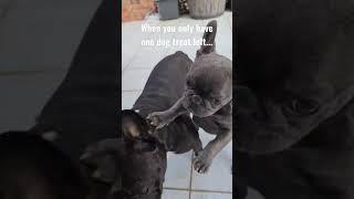 This is unacceptable #frenchbulldog #meme #doglover