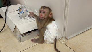 Lucky baby monkey crying asking his mother to feed him with jackfruit