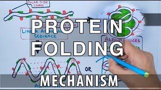 Protein Folding Mechanism