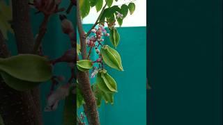Amazing Starfruit  #garden #plants #fruits #flowers
