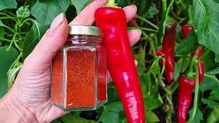 Grow Your Own Paprika Spice (How to Make Paprika from Peppers)