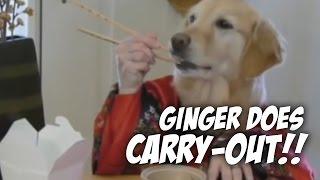 Wasabi and Ginger - golden retriever dog eats with hands