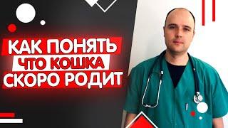 Как понять что кошка скоро родит? Начало родов у кошек