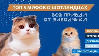 ТОП 5 МИФОВ О ШОТЛАНДЦАХ